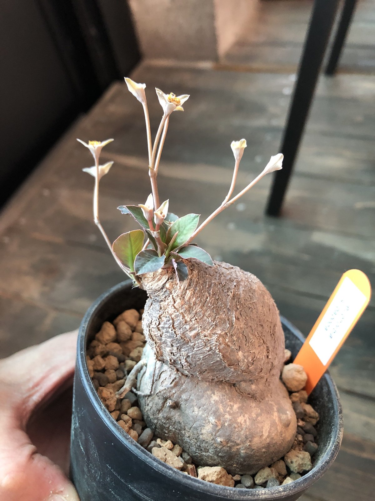 euphorbia subapoda《M size》 | plants holic