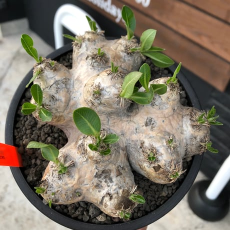 packypodium  brevicaule恵比寿笑い《大きめM size》※現地球発根済株※良きサイズ感の上、よりボコボコ感強き立体樹形‼︎今後流通少なくなります※mad black pot植え