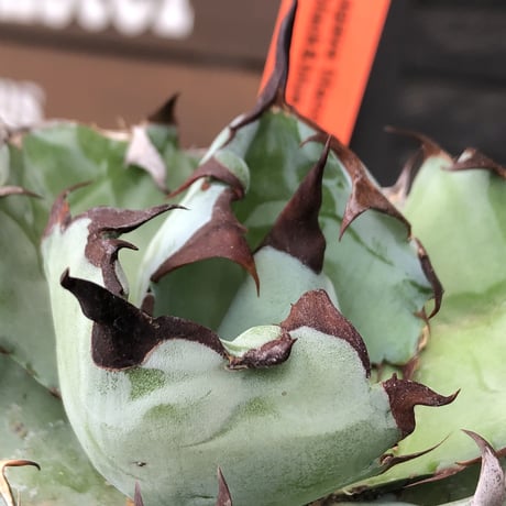 agave titanota black&blue 強棘《M size》選抜株※現地球株発根済※極めて纏まり締まり良き厳つさが堪らないワイルド株※mad black pot植え