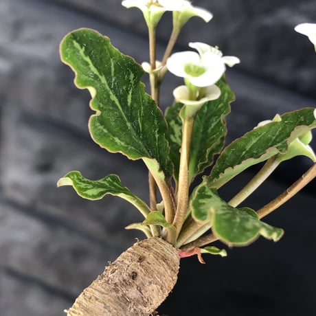euphorbia  fishbone《 M size》※現地球発根済株※発根後店主国内管理3年株※激希少‼︎今や流通少なきフィッシュボーン‼︎※陶器鉢植え