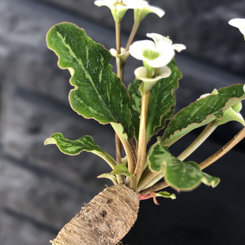 euphorbia fishbone《 M size》※現地球発根済株※発根後店主国内管理3