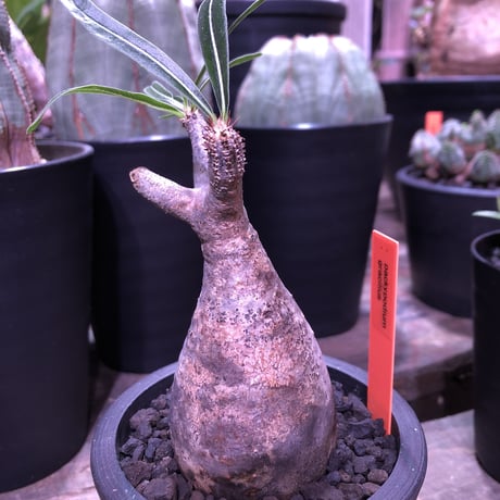 packypodium  gracilius（S size）※現地球発根済み株‼︎  ※恐竜の卵のような表皮color‼︎  ※mad black pot植え