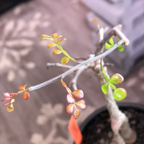 operculicarya decaryi  littmon seed🌱 《3年株》※成長早く感じ育てられる上、幹上がり仕立てのインテリア性高き一株※mad  black  pot植え