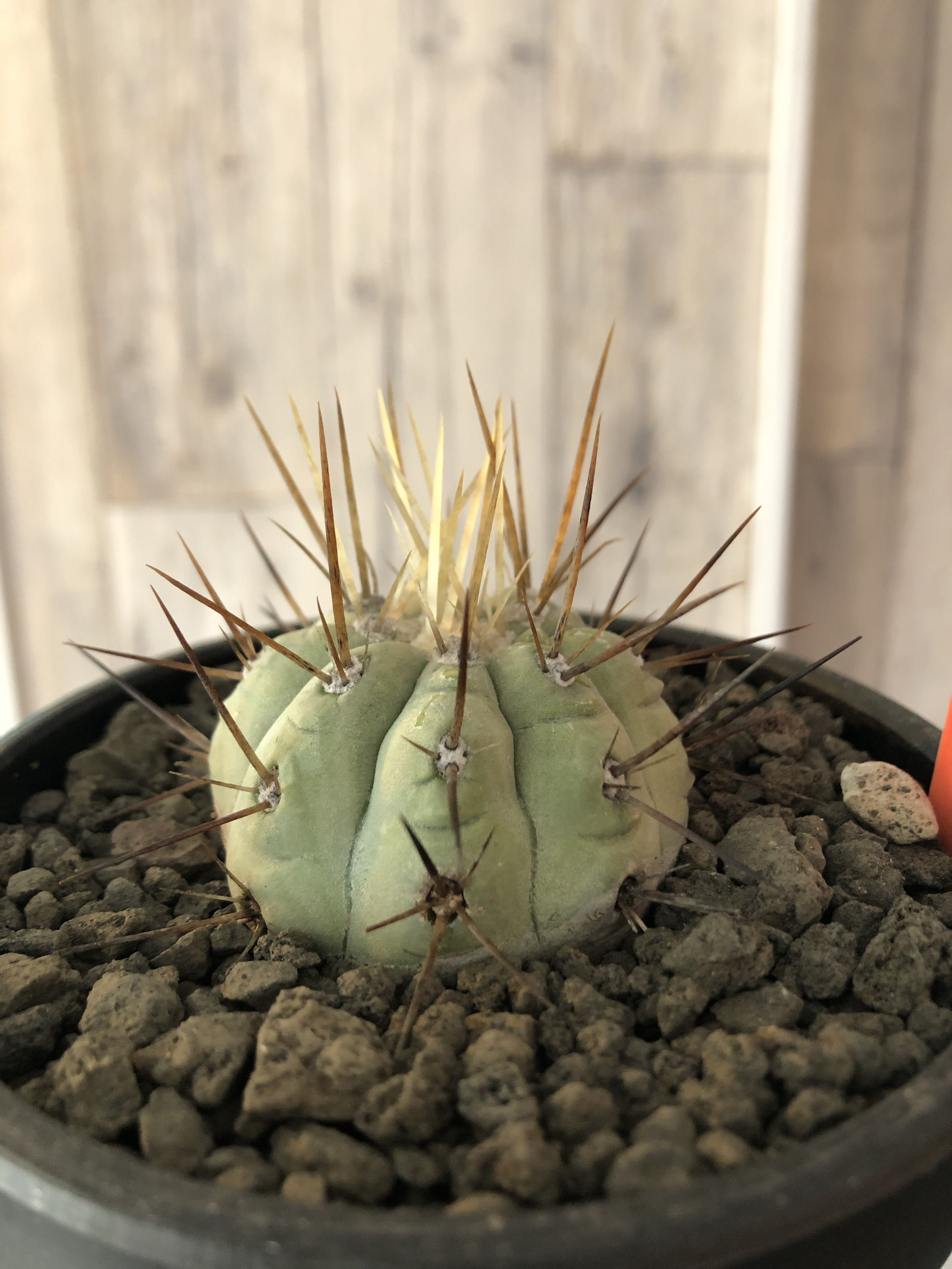 Copiapoa cinerea 白棘黒王丸 copiapoa cinerea 長刺白棘黒王丸《小さめM size》希少※現地球株カキ