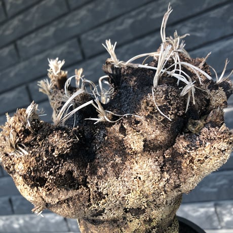 xerophyta trichophylla《S size》※現地球発根後店主国内管理2年株※驚愕強靭株※株元太めな一株※mad black pot植え