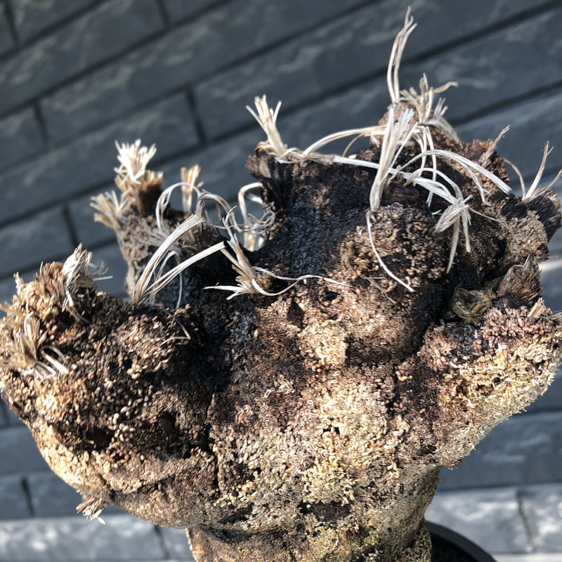 xerophyta trichophylla《S size》※現地球発根後店主国内管理2年株※