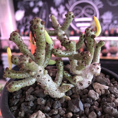 tylecodon buchholzianus《大きめL size》※大変良き佇まい&枝振りbalance 株‼︎太い幹に独特のぷっくりした葉を持つかわいい奴‼︎※mad black pot植え