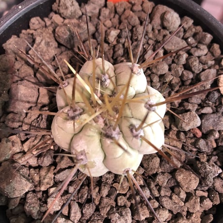 変わり黒王丸 copiapoa黒王丸 | STORES