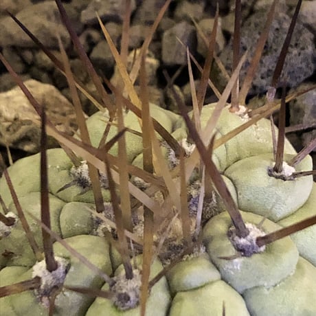 copiapoa   cinerea  長刺白棘黒王丸《大きめS size》希少※現地球株カキ仔自根株‼︎※mad black bowl pot植え