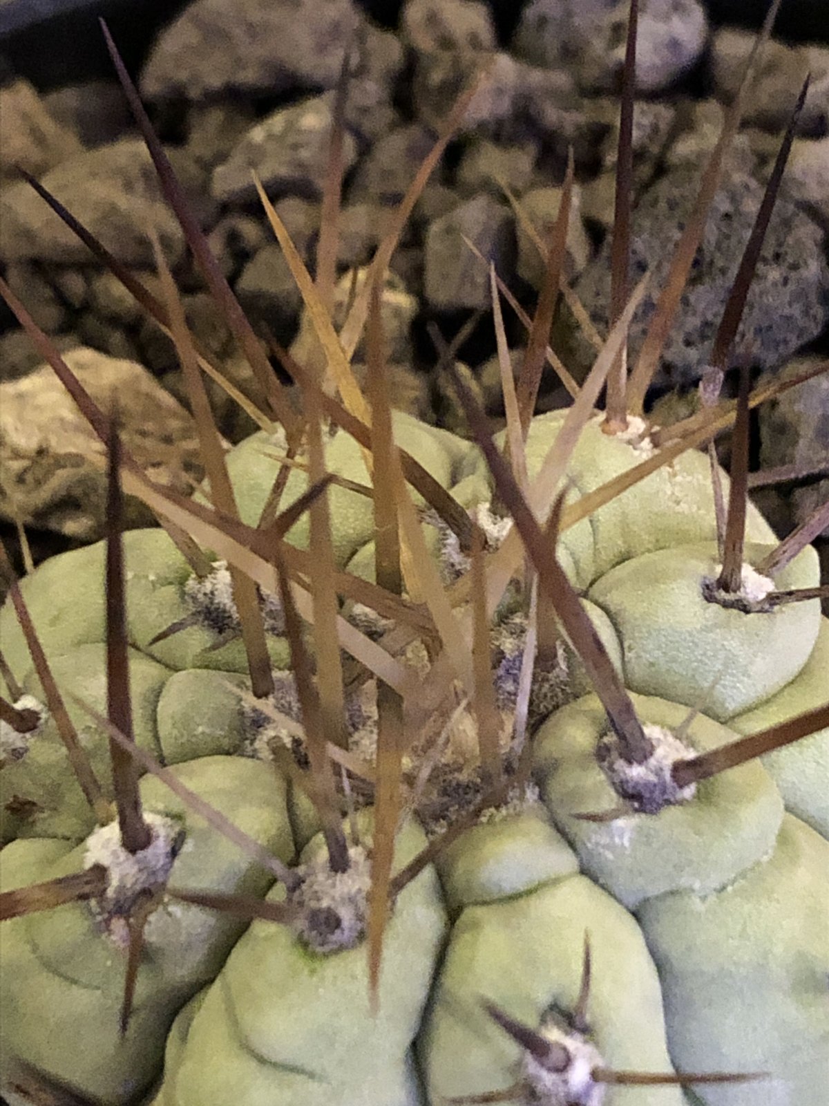 copiapoa cinerea 長刺白棘黒王丸《大きめS size》希少※現地球株