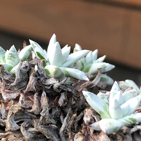 dudleya greenei《L size》希少種‼︎※現地球株発根済※流通少なき古株のため味深くそれでいてコントラストがとびきり美しい一株※black bowl pot植え