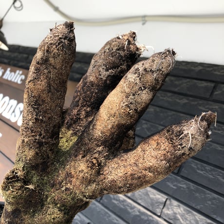 xerophyta trichophylla《S size》※現地球発根後店主国内管理2年株※驚愕強靭株※太く良枝振りな一株※mad black pot植え