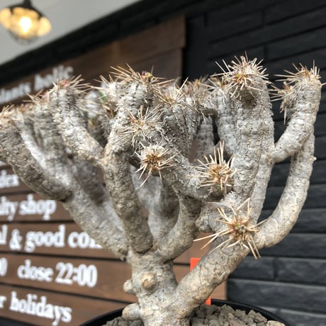 euphorbia  guillauminiana《大きめL size》※現地球発根済株※店主国内管理4年株※溶岩質土壌育ちの現地球株らしい表皮＆厳つい極太幹が◎※mad black pot植え