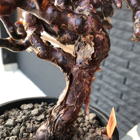 pelargonium  mirabile《L L size》※国内7年  店主管理株  幹上がり仕立てのpremiumミラビレ🌱  ※mad black pot植え