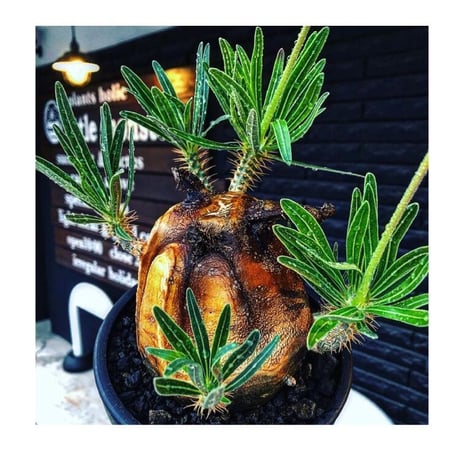 pachypodium gracilius《L size》※現地球株発根済（店主所有株）※360度現地焼け表皮&360度胴吹き枝を持つ唯一無二過ぎる渾身の一株※mad black bowl pot植え