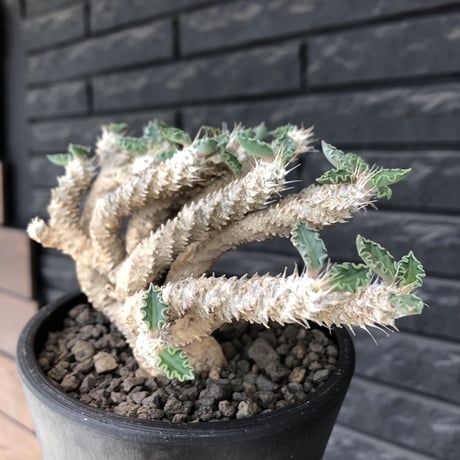 大株ユーフォルビアムランジーナ★ギラウミニアナトゥレアレンシスエツベルクローサ 大株ユーフォルビアムランジーナ☆ギラウミニアナトゥレアレンシスエツ