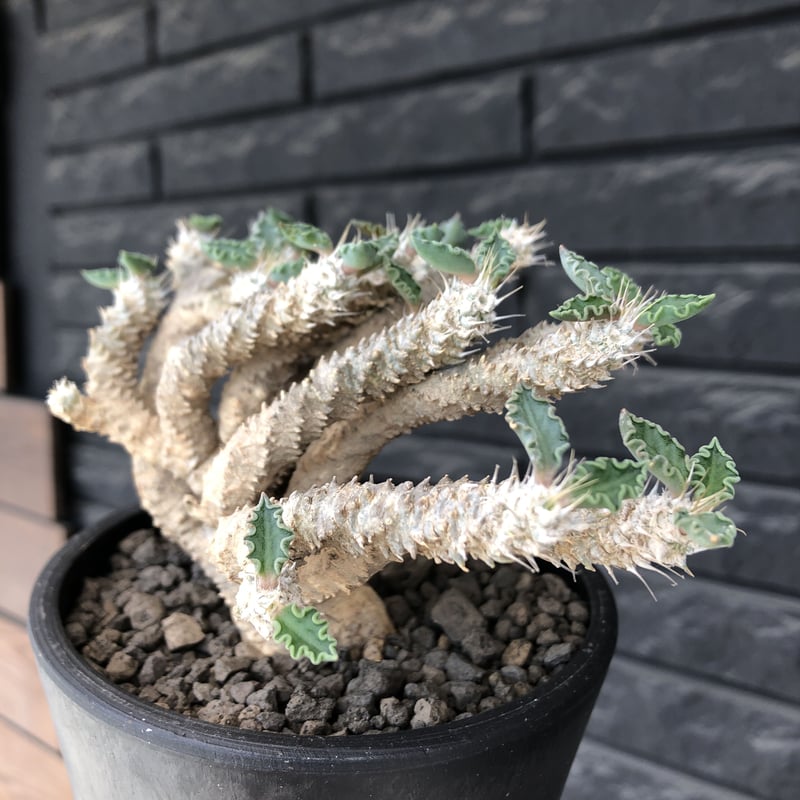 euphorbia tulearensis《 M size》※現地球発根後店主国内管理2年株※