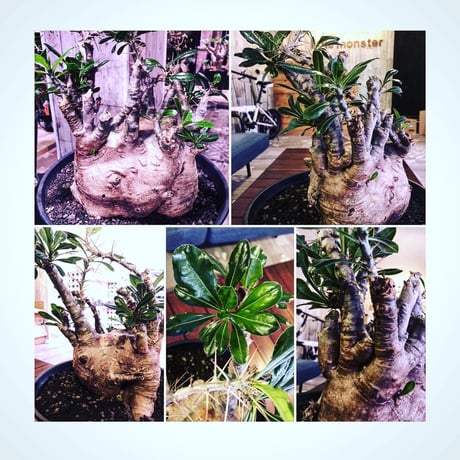 packypodium   saundersii（XL size）※現地球発根済み株‼︎  ※木質化した表皮と躍動感ある枝ぶり‼︎