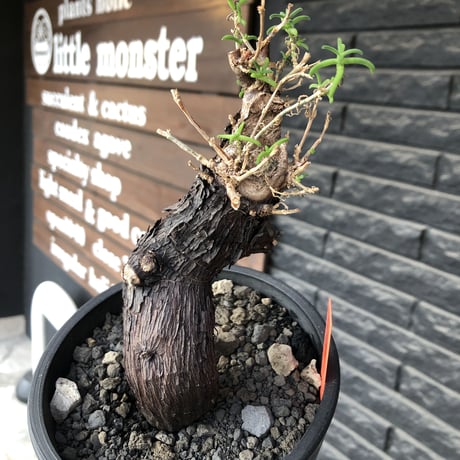 mestoklema tuberosum《大きめM size》※現地球発根後店主国内管理5年株※味深き表皮にバランス良く絶妙な捻くれ樹形の冬動く希少灌木※mad black pot植え