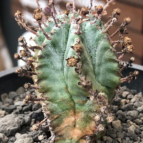 euphorbia horrida alba × valida《大きめS size》※現地球株発根済※両者の良さが相まった現地自然交配による激レア渾身の一株※black bowl pot植え