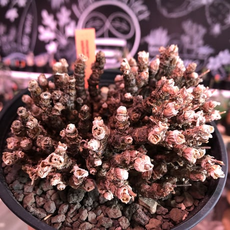 monilaria   pisiformis《L size》激希少群生株  Instagram post株　※冬型caudex‼︎   ※mad black pot植え