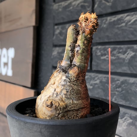 pachypodium gracilius《大きめS size》極‼︎現地焼け肌※現地球発根後店主国内管理3年株※激しすぎる荒々しい現地焼け肌がとびきり魅力※mad black pot植え