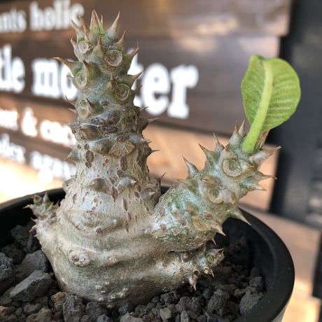 pachypodium windsorii《M size》※選抜littmon seed🌱※weight低き極ぼってり株元&枝振りも◎良樹形※mad black pot植え