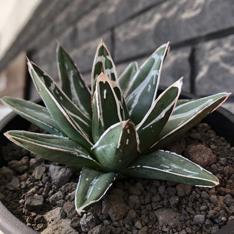 agave  笹の雪《大きめS size》※現地球発根後店主国内管理1年株※小振りでも締まり良き育て甲斐ある一株※mad black pot植え