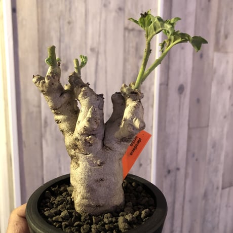 pterodiscus  luridus《M size》白肌で立体的な幹と枝‼︎かわいいです。※mad  black  pot植え