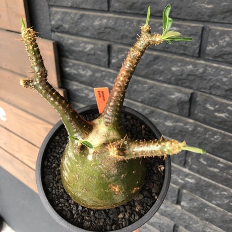 pachypodium gracilius《小さめL size》希少green肌&球体樹形※現地球発根後店主国内管理3年株※まん丸な樹形&極balance株※mad black bowl pot植え