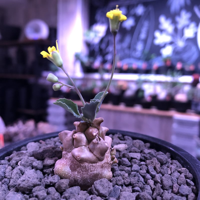 専用　冰雹　ブツブツ　内棘　裏棘　発根済み　8 Amazon.co.jp: カクダイ 異径フレキパイプ用ニップル 0786B-13