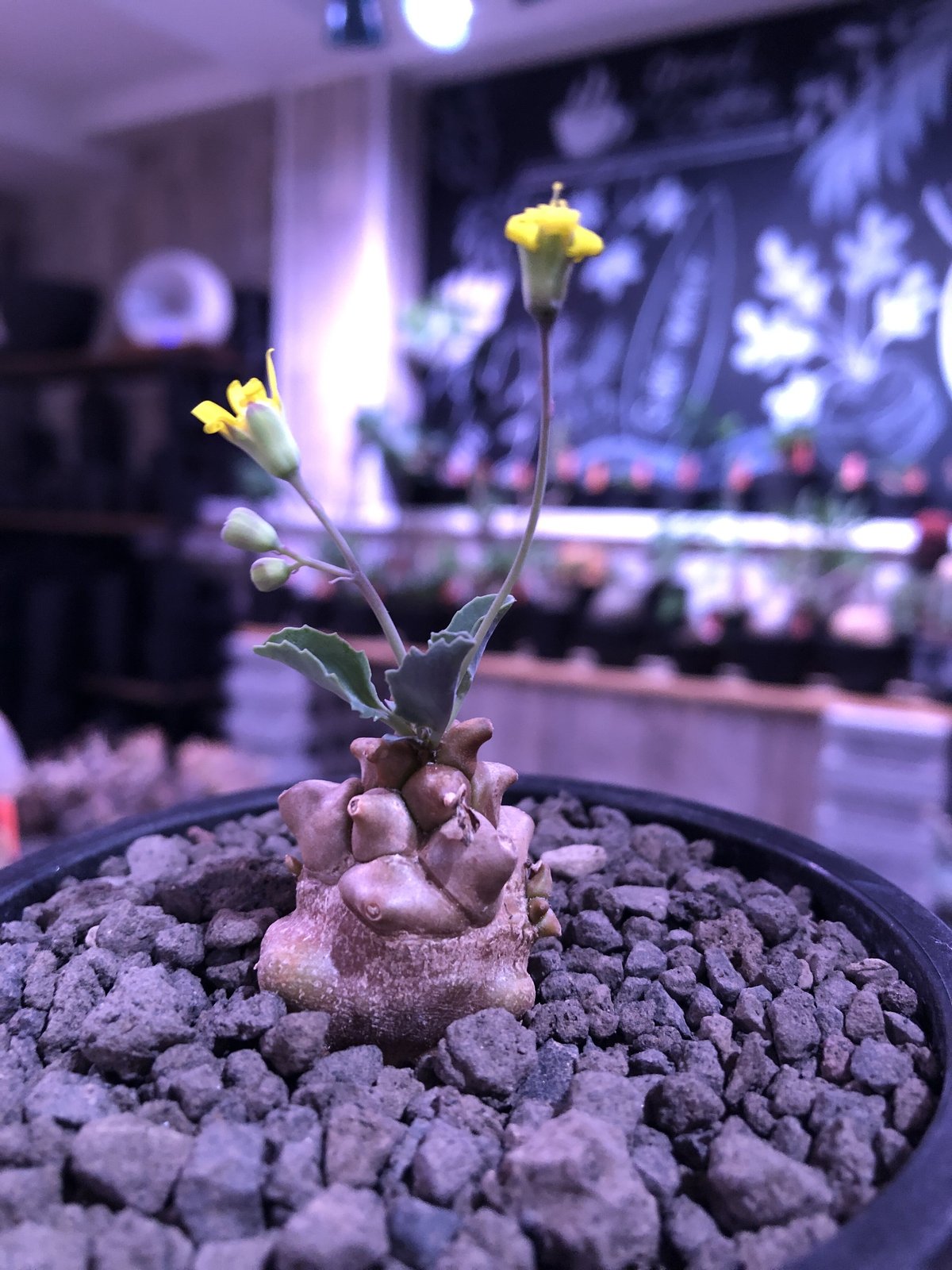 bananaiiになります 23区 ボールジィおまとめ 楽天市場】Ballsey(ボールジィ) ストレッチボタニー ワイド