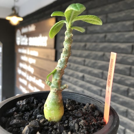 希少‼︎ dorstenia gigas《大きめS size》littmon seed🌱（実生株）※大変樹形バランス良き株元もぼってり樹形な選抜株‼︎※mad black pot植え