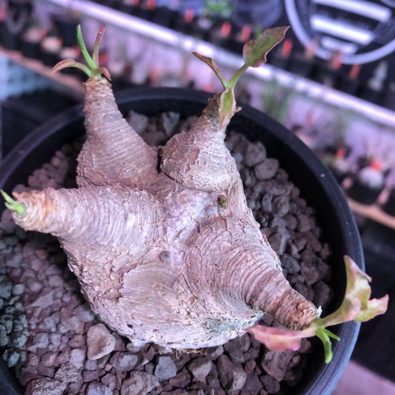 euphorbia fishbone《 L L size》※現地球発根済株※店主国内管理4年...