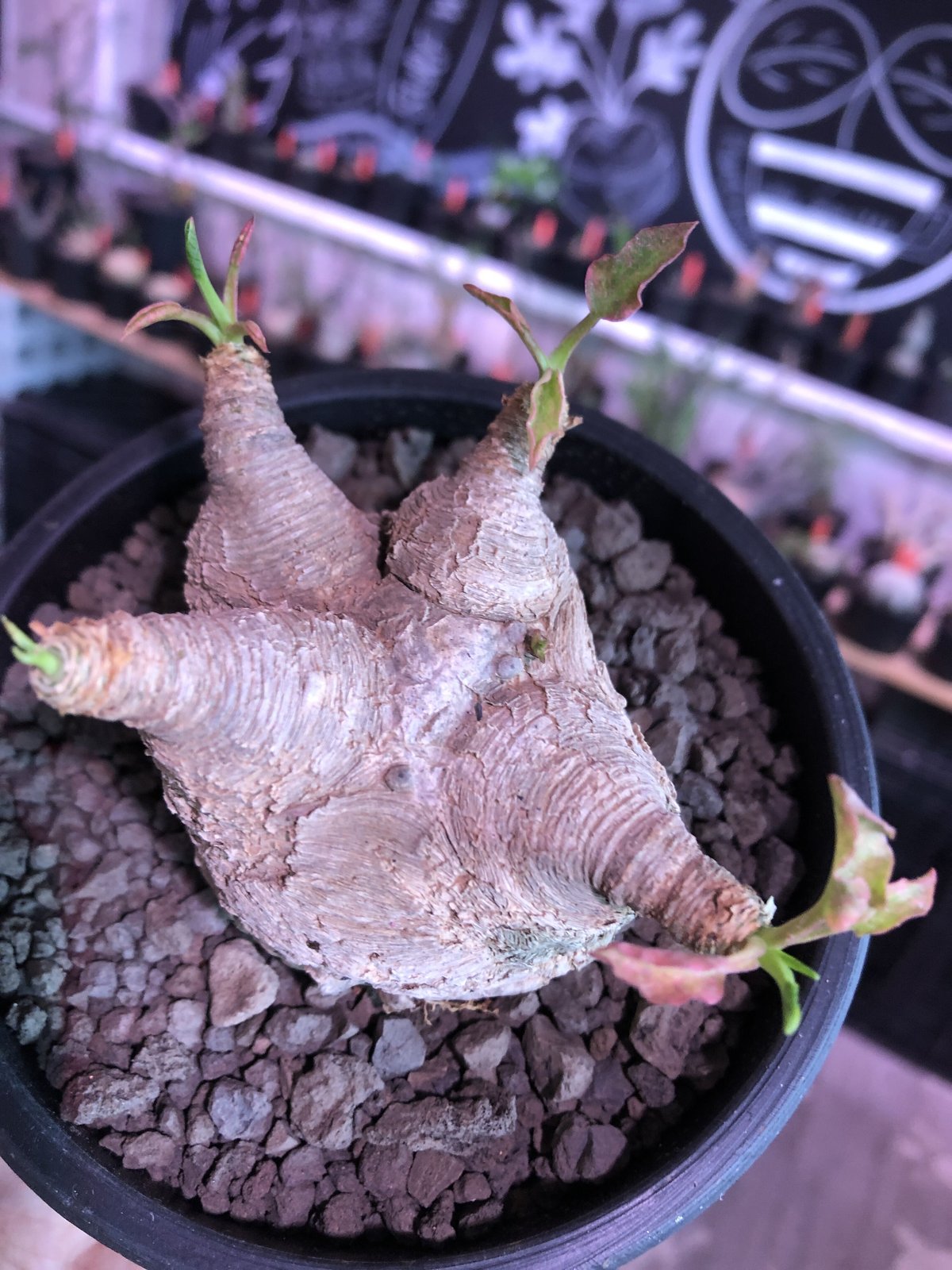 euphorbia fishbone《 L L size》※現地球発根済株※店主国内管理4年...