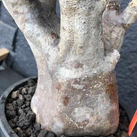 packypodium    inopinatum《L  size》