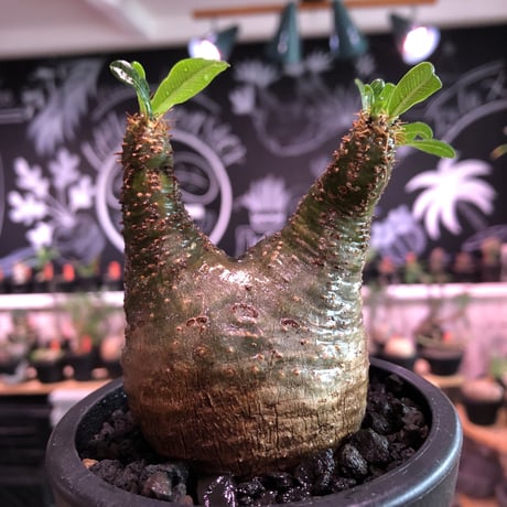 pachypodium  gracilius《小さめM size》希少green肌＆ニ頭枝株※現地球発根済株※店主国内管理2年株※極色もニ頭枝も樹形も三拍子※mad black pot植え