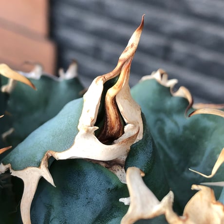 agave titanota  白鯨強棘陽炎bowl type《L size》※現地球株発根済※ウネウネ最高の鋸歯に幅広肉厚ボウルタイプ※black bowl pot植え