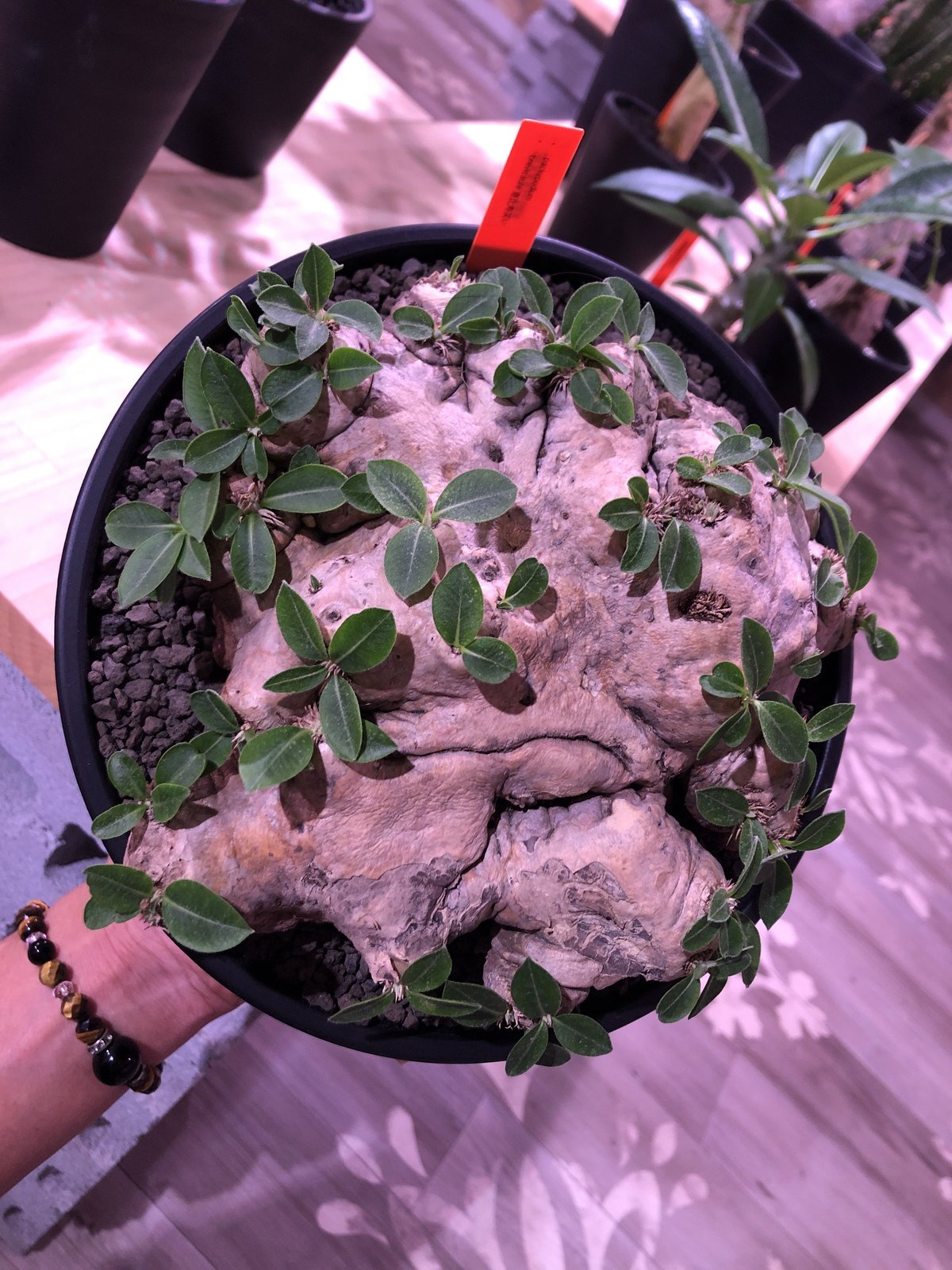 packypodium brevicaule 恵比寿笑い《L L size》※大変bi