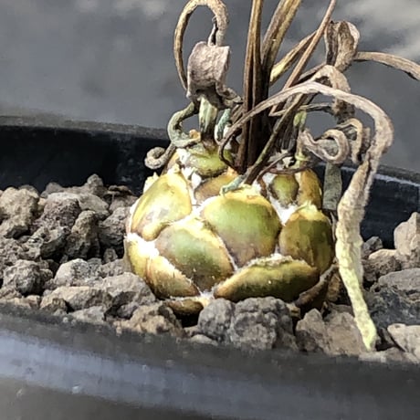 othonna   lepidocaulis《S size》※littmon seed🌱※ボール型からの成長と表皮の変色の変化も楽しめる一株※mad black pot植え