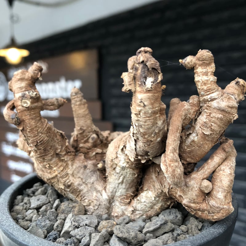 euphorbia itremensis《L size》※現地球株発根済②※大きめ且つバランス