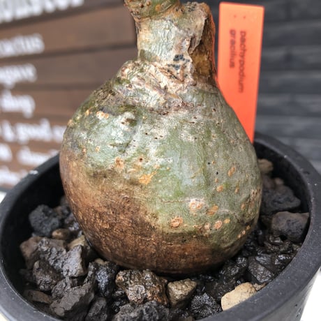 pachypodium gracilius《小さめM size》まん丸球体&一部green肌※現地球発根後店主国内管理1年株※大変球体感強くまん丸で愛くるしい一株※mad black pot植え