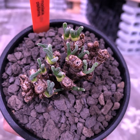 monilaria   pisiformis《S  size》※モニラリア属　最上位種　激希少群生株 ※冬型caudex‼︎   ※mad black bowl pot植え