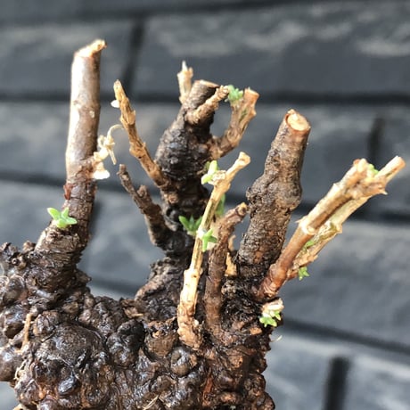 mestoklema tuberosum《 M size》※現地球発根後店主国内管理4年株※大きくエグれた味深き勲章傷跡を持つ生命力感じる一株の上、冬季も動く希少灌木※mad black pot植え