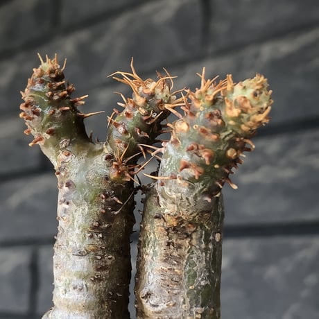 pachypodium gracilius《大きめS size》極‼︎現地焼け肌※現地球発根後店主国内管理3年株※激しすぎる荒々しい現地焼け肌がとびきり魅力※mad black pot植え