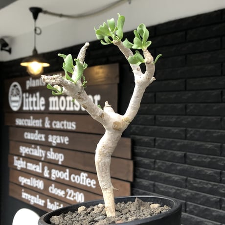 othonna furcata《大きめS size》極白肌株※現地球発根後店主国内管理3年株※これから年々増える枝振りに期待できる極美白肌株※mad black pot植え