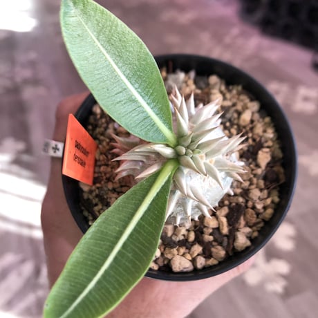 packypodium densicaule恵比寿大黒　littmon  seed🌱《大きめS size》※超球体&肌質が堪らないかわいさ‼︎※限定１株