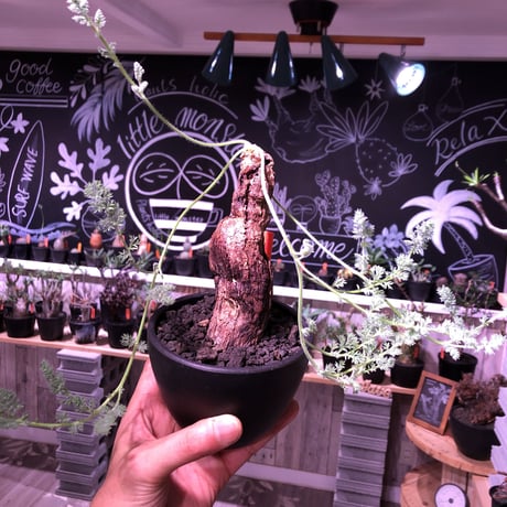 pelargonium  triste《L size》 ※mad black bowl pot植え‼︎　右側面に開いた穴がこれまた味のあるbigな１株‼︎