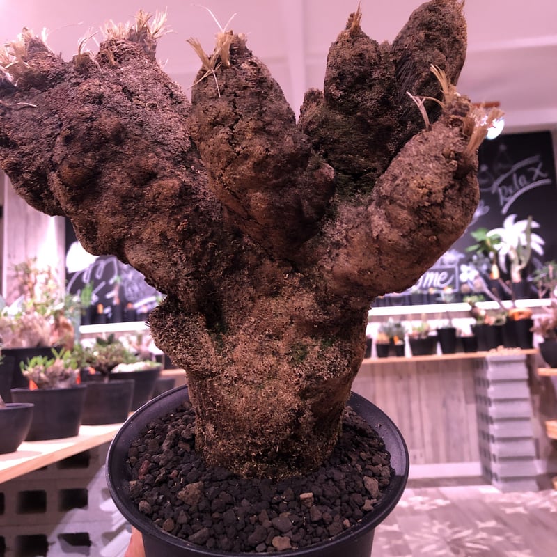 Xerophyta Trichophylla《L L size》発根済み株 芽吹き待ち