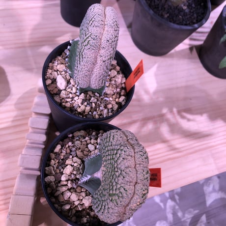 euphorbia    piscidermis《綴化接木》希少株   かなりマニアの中では人気種なレア株※限定2株